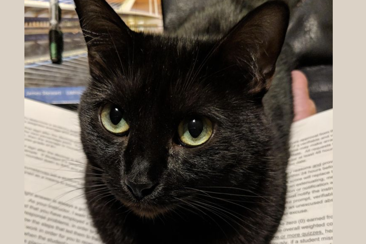 Vastu Tips & Black Cat: काली बिल्ली होती है इस देवी का वाहन 1 Black Cat 1