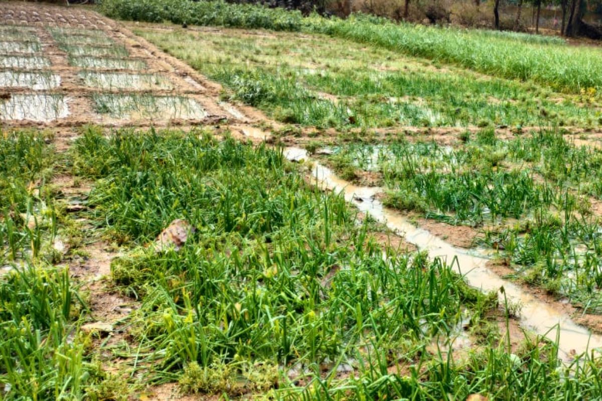 Khunti Weather: खूंटी में तूफान के साथ तेज बारिश, ओला वृष्टि से सड़कों पर बिछी बर्फ की चादर 2 Jharkhand Weather Vegetable Farming Destroyed