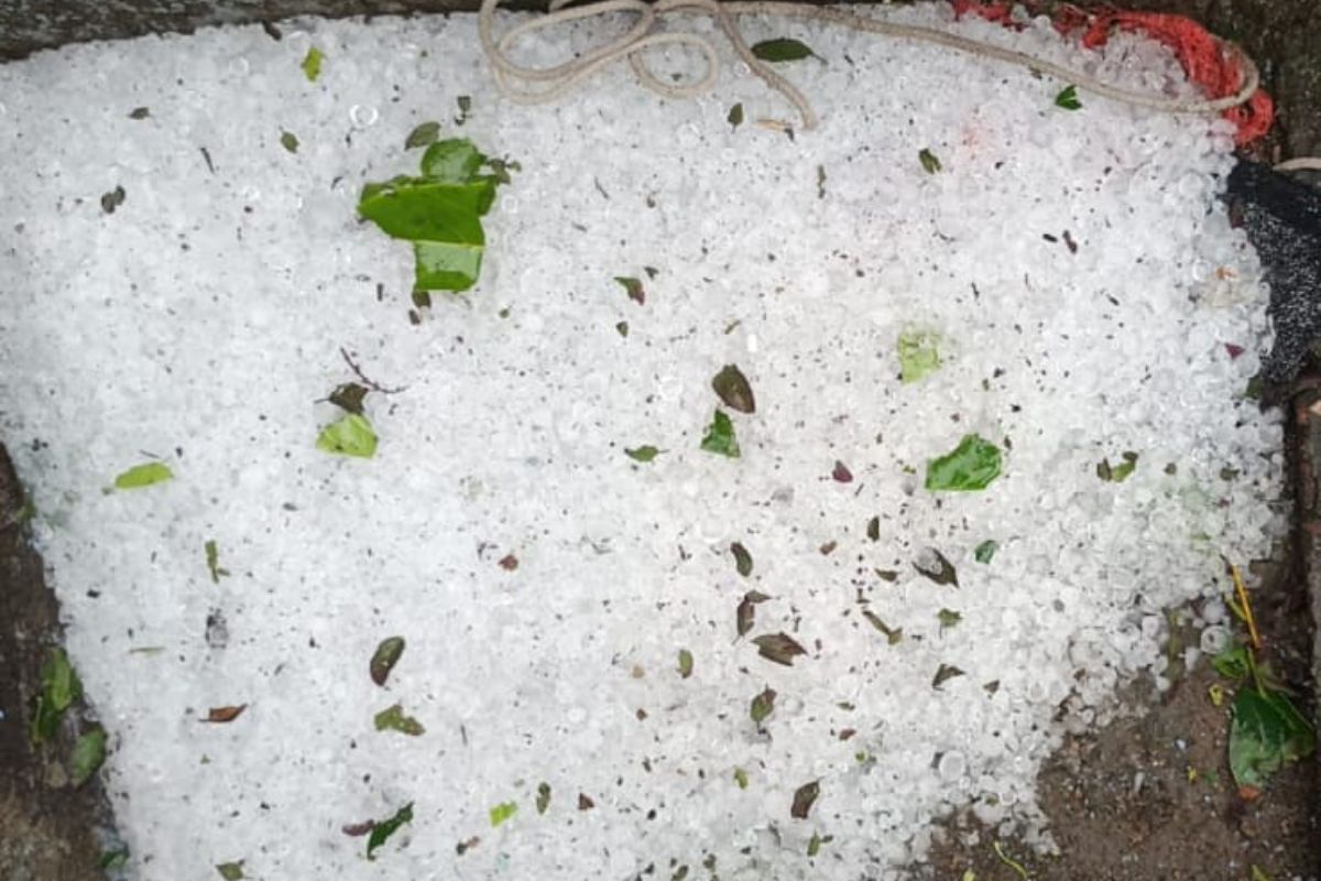 बलियापुर में गरज के साथ हुई ओला वृष्टि, किसानों को भारी नुकसान, बिजली आपूर्ति भी ठप 2 baliapur weather dhanbad jharkhand
