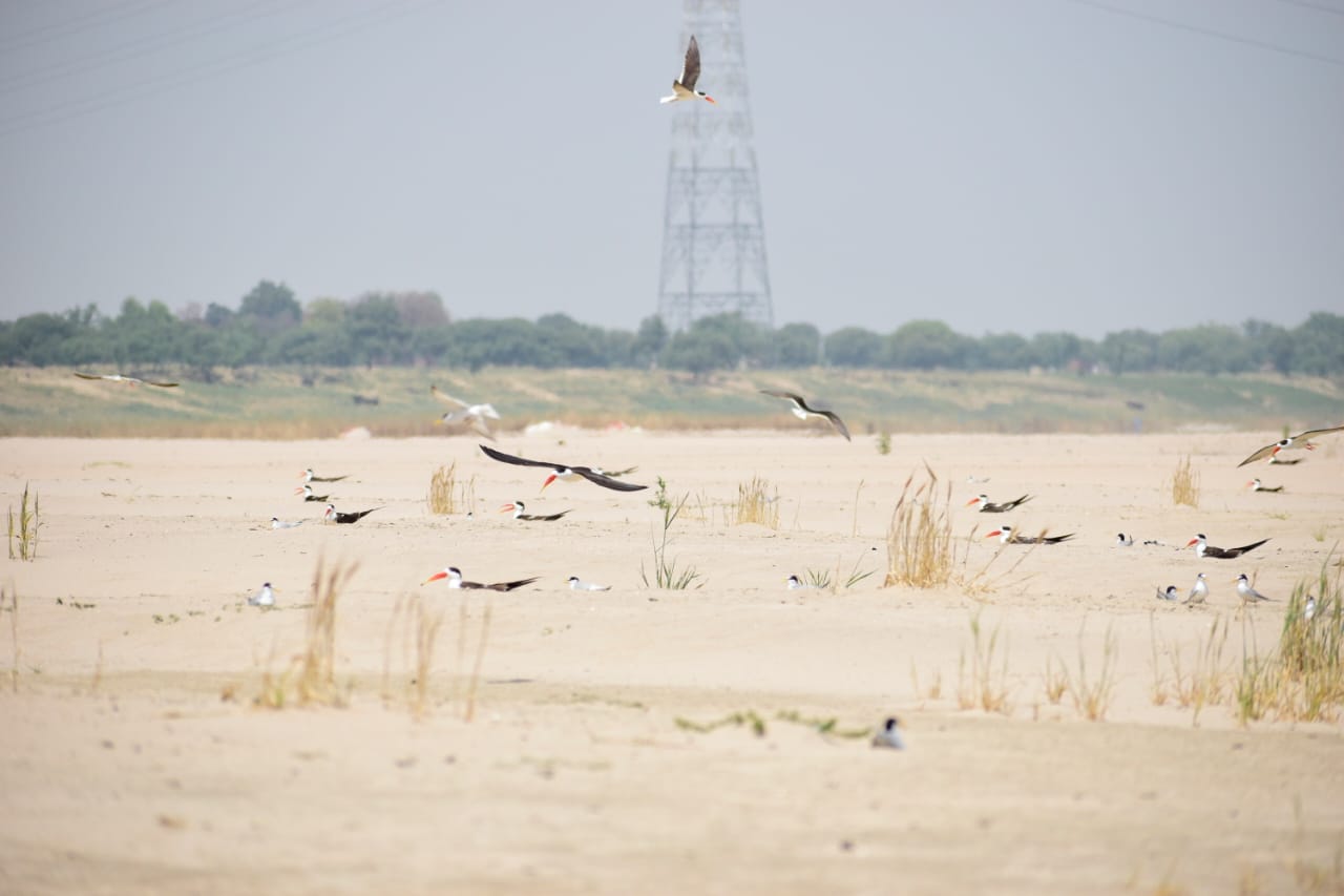Indian skimmers 1