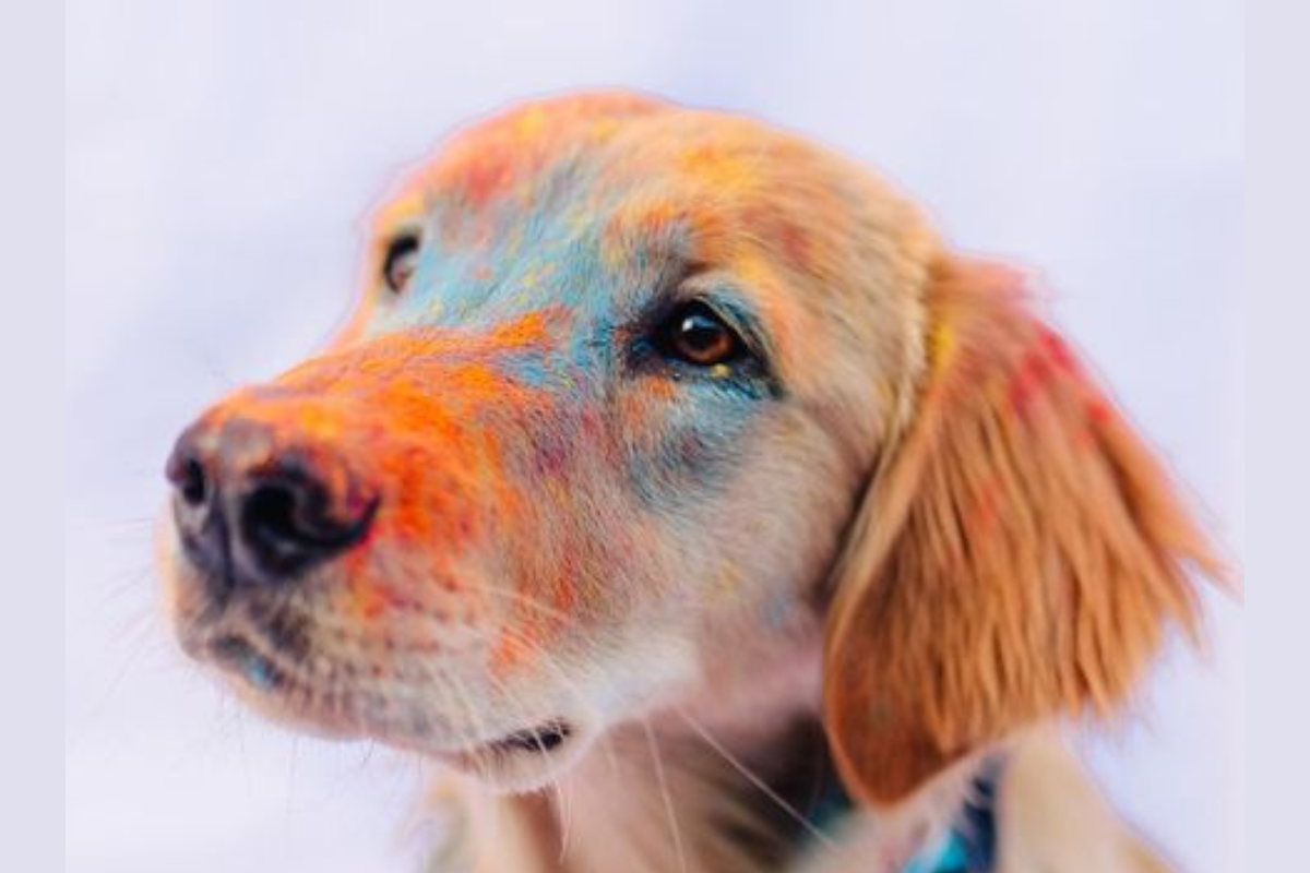 Pet Friendly Holi: Holi में ऐसे रखें अपने पेट्स का ख्याल 4 Pet Care 1