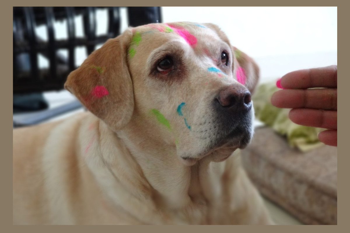 Pet Friendly Holi: Holi में ऐसे रखें अपने पेट्स का ख्याल 6 Pet Care 2