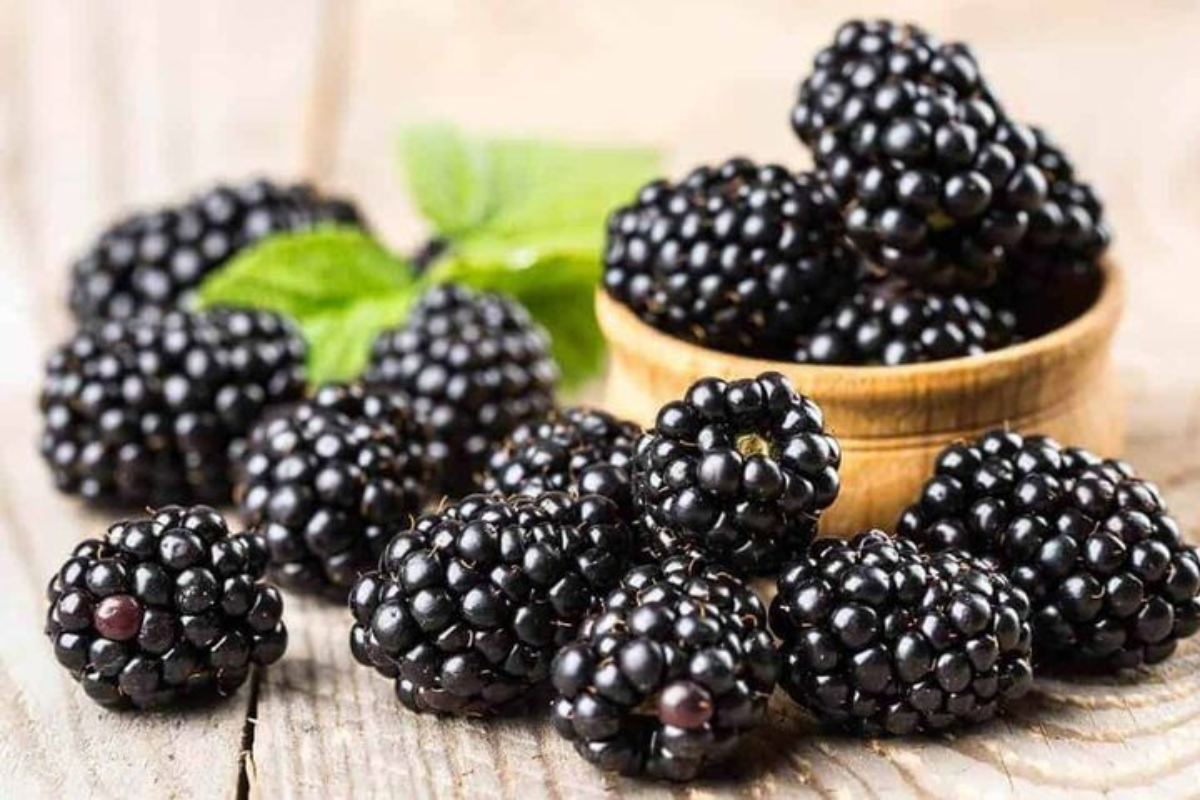 Benefits of Mulberries: हेल्थ और स्किन के लिए बेहद फायदेमंद है - शहतूत 3 Mulberries 1