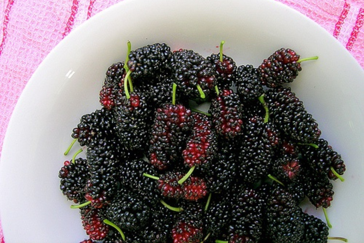 Benefits of Mulberries: हेल्थ और स्किन के लिए बेहद फायदेमंद है - शहतूत 1 Mulberries 2