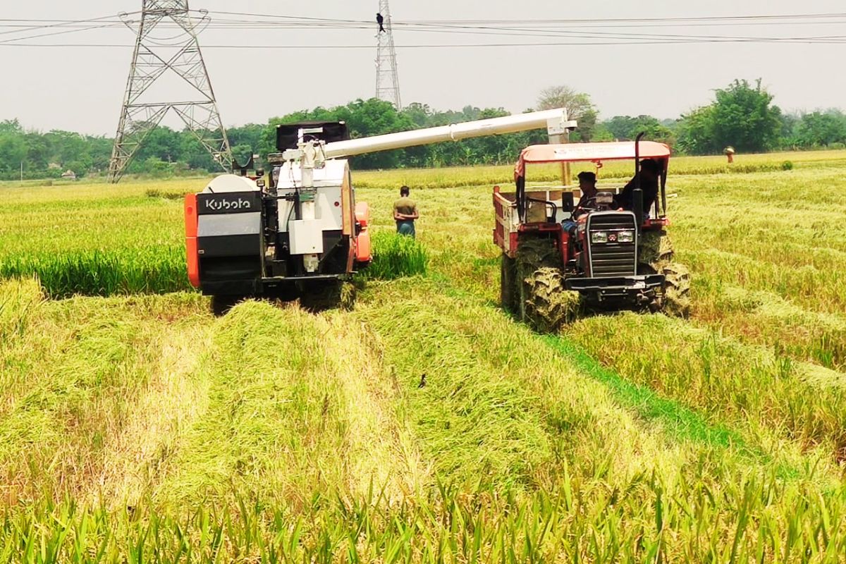 गरमा धान तैयार, खराब मौसम के कारण हार्वेस्टर से फसल काट रहे किसान 1 Weather and Agriculture harvestor machine