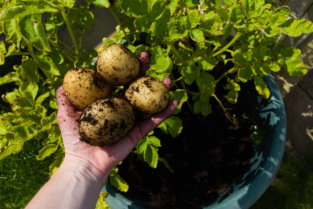 Raw Vegetables Health Risks: इन सब्जियों को कच्चा खाना होता है जहरीला 2 image 1