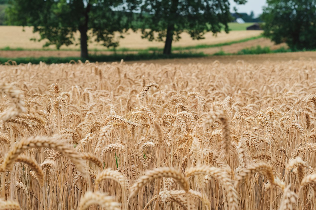 Australia Wheat