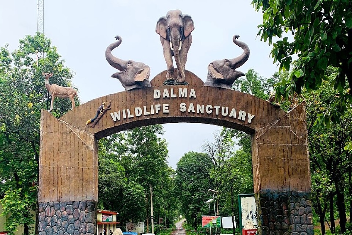 Best Places to visit in Jharkhand: सोलो ट्रिप पर बिताना चाहते हैं सुकून के पल, तो चले आइए झारखंड की ये फेमस जगहें 2 Dalma Wildlife Sanctuary 1