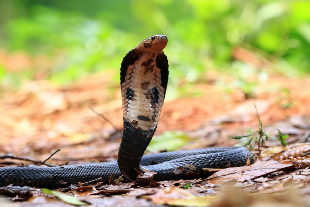 Snake Blood: किस देश के लोग पीते हैं सांप का खून? वजह जान कांप उठेगा कलेजा! 3 People drink snake blood and dont die