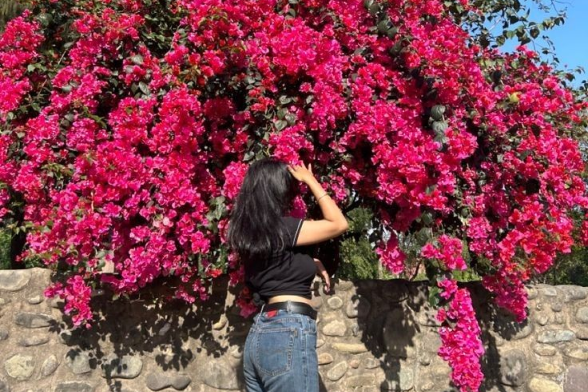 20 Fascinating Facts About Bougainvillea