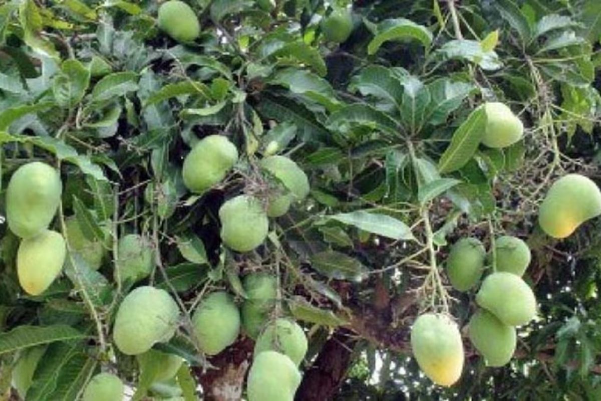 Mango In Bihar: भागलपुर के 'सिंधू' आम की खासियत जानकर आप भी कहेंगे- वाह ! खाते ही आ जाएगा मजा 1 Untitled design 97