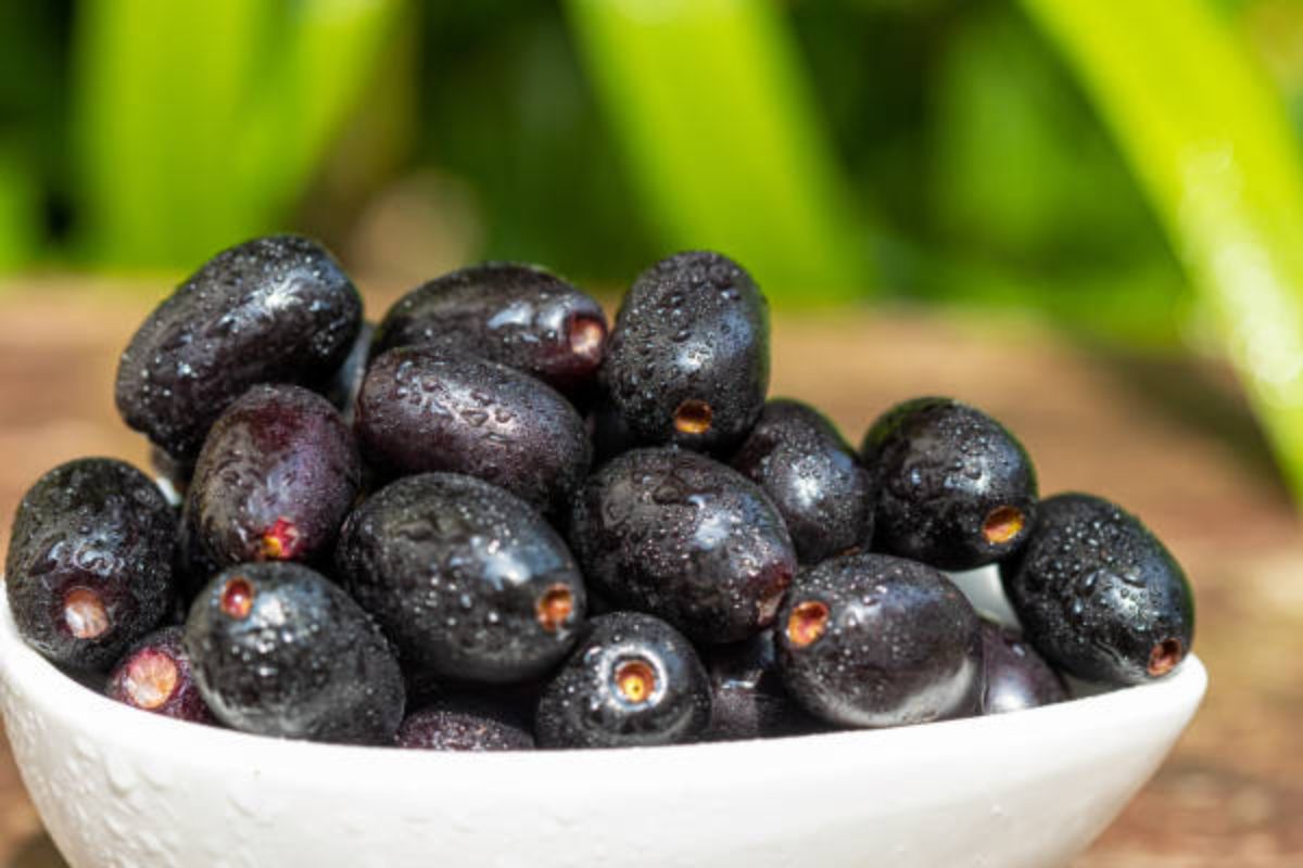How To Grow Jamun Tree: जामुन का पेड़ लगाने का सही तरीका और समय 