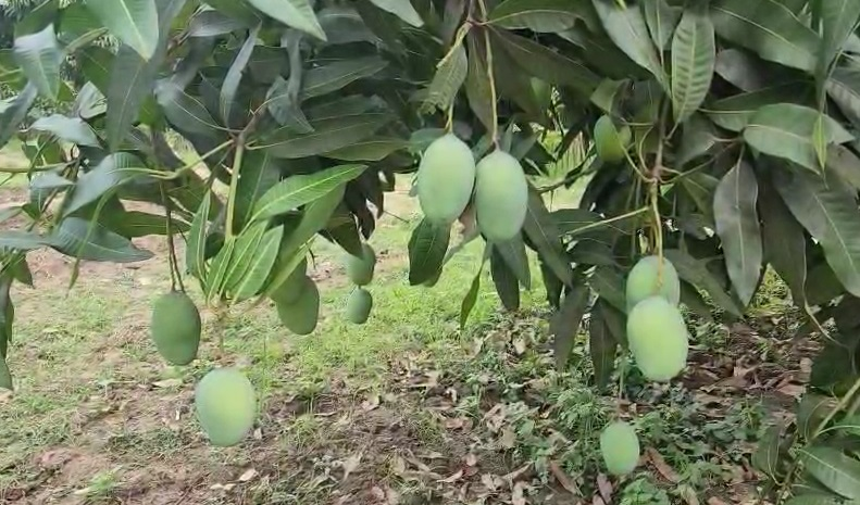Mango In Bihar: भागलपुर के 'सिंधू' आम की खासियत जानकर आप भी कहेंगे- वाह ! खाते ही आ जाएगा मजा 3 image 77