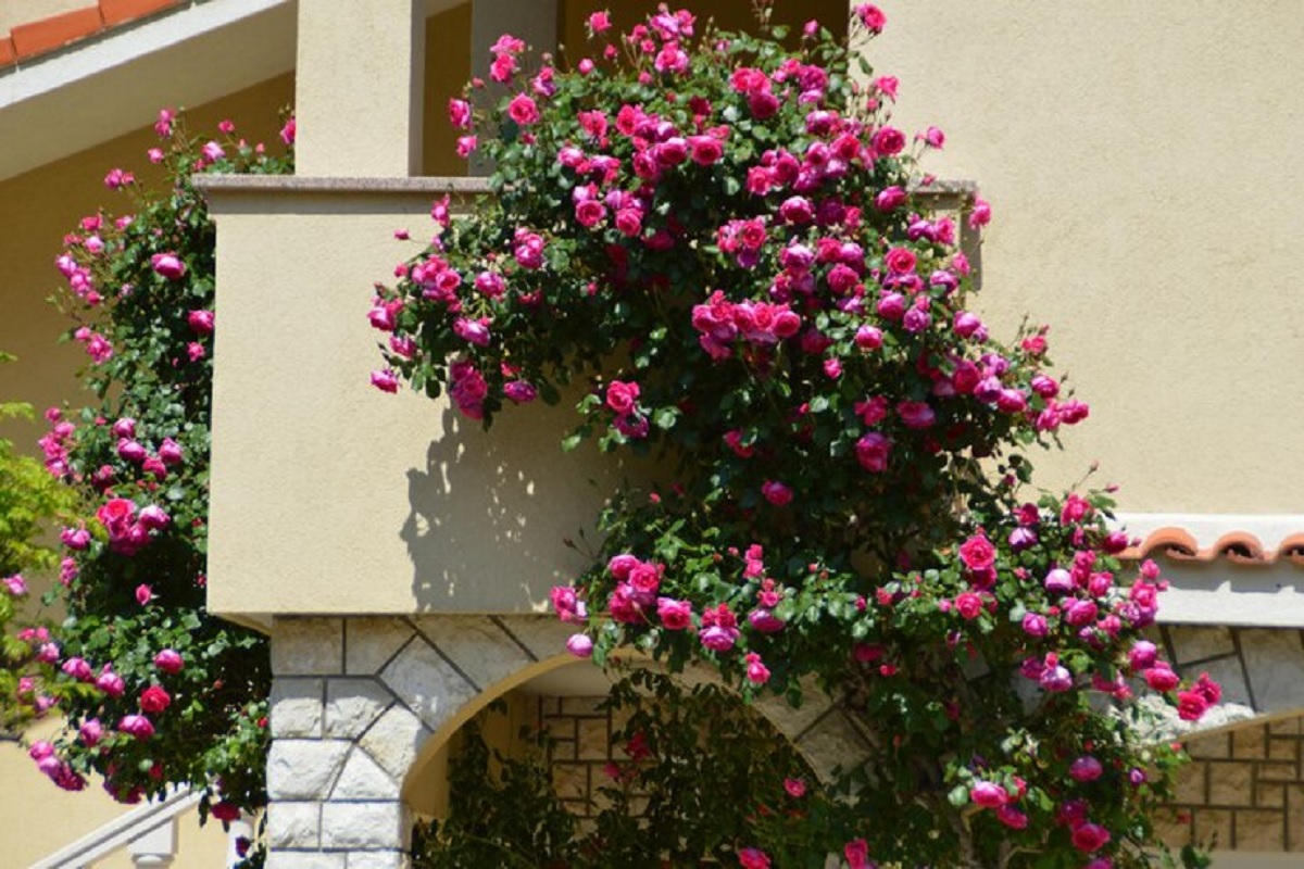 Climbing Rose: घर में एक बार लगा लिया दीवार पर चढ़ने वाला गुलाब, तो पूरा मोहल्ला हो जाएगा हक्का- बक्का 2 rose