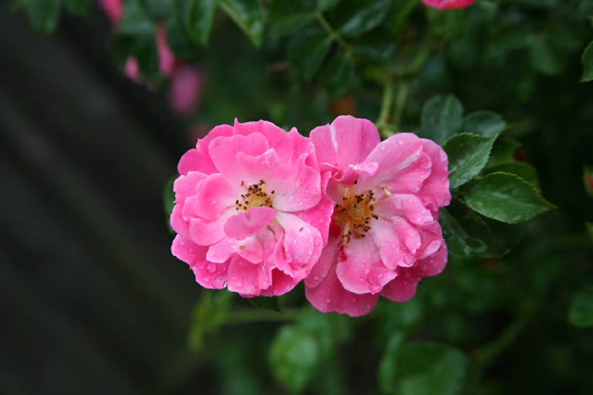 Climbing Rose: घर में एक बार लगा लिया दीवार पर चढ़ने वाला गुलाब, तो पूरा मोहल्ला हो जाएगा हक्का- बक्का 