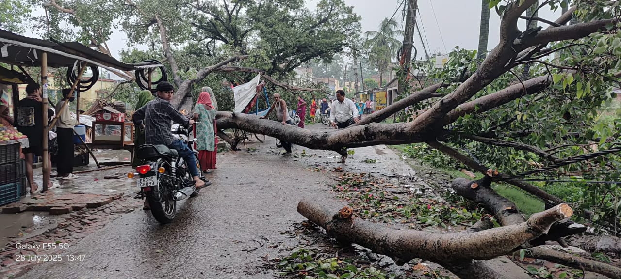 रोसड़ा ब्लॉक रोड में पेड़ गिरने से फल दुकान क्षतिग्रस्त, बड़ा हादसा टला
