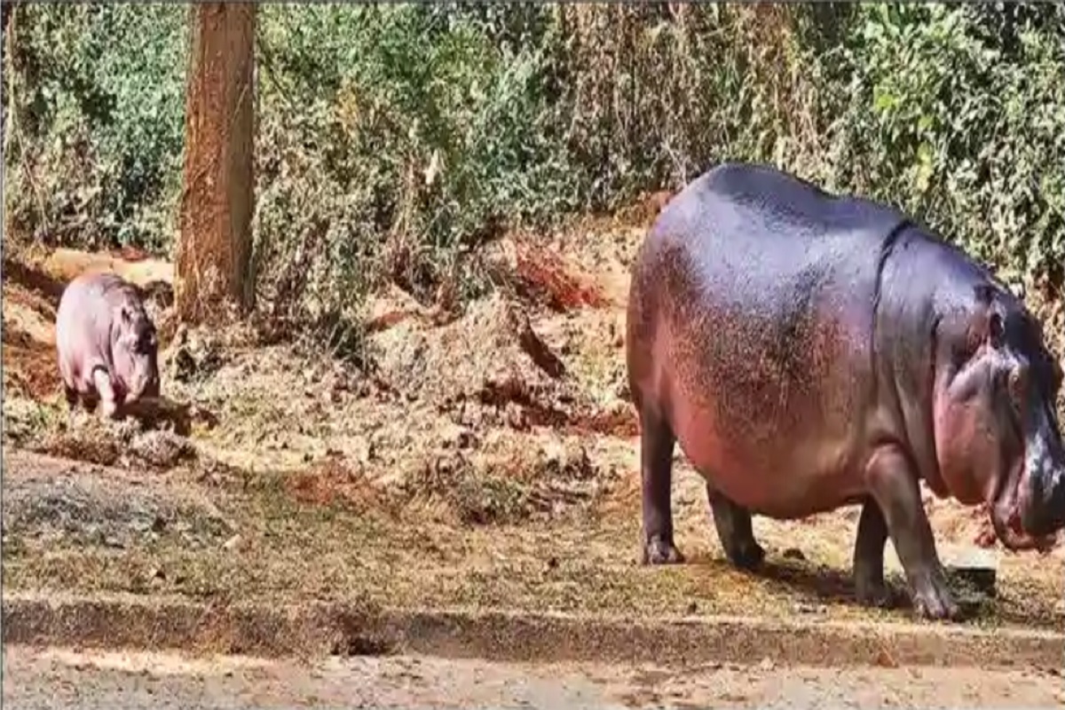 Birsa Zoological Garden: बिरसा जैविक उद्यान में आया क्यूट मेहमान, जू में चहलकदमी कर रहा नन्हा हिप्पो 1 New born Hippo