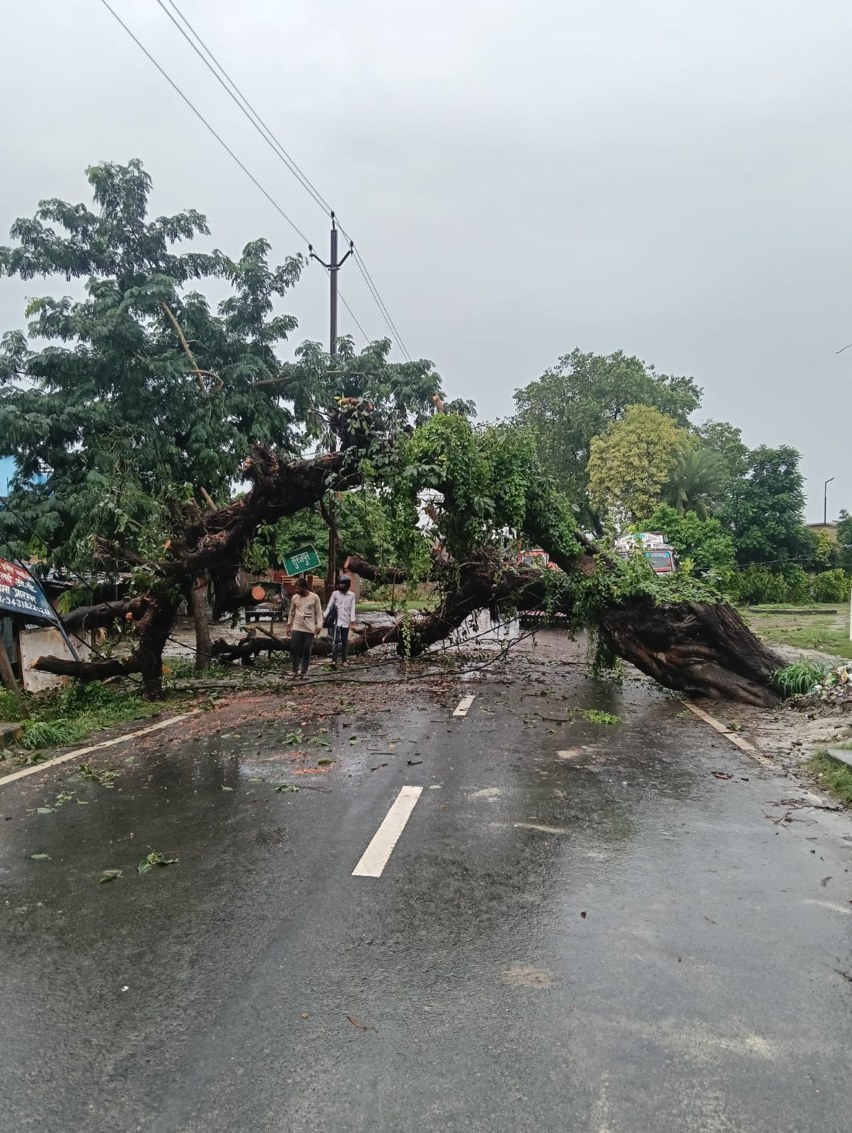 एनएच 322 पर गिरा पाकड़ का पेड़,यातायात बाधित 