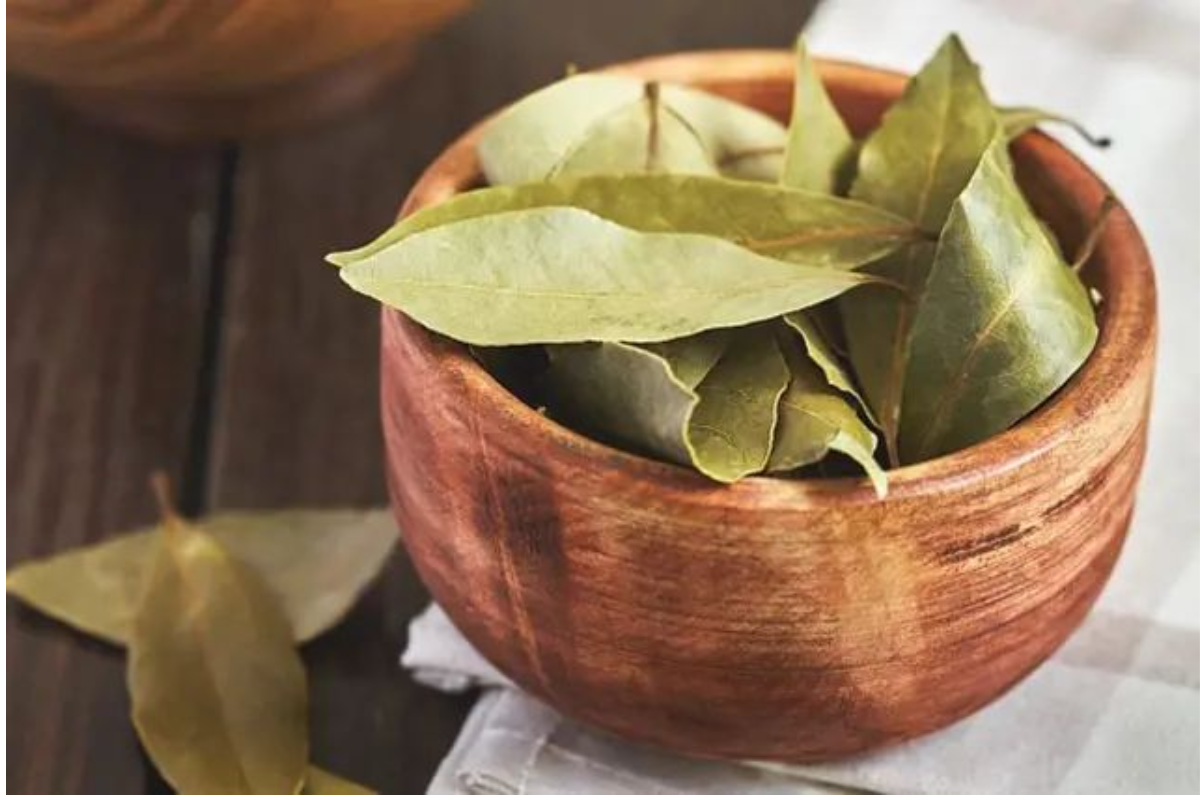Bay Leaves: सर्दियों में पानी में तेजपत्ता उबालकर पीने से क्या होता है? 1 Tej Patta Bay Leaves Images