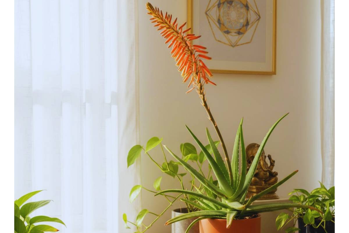 Vastu Benefits of Aloe Vera Flower: घर में एलोवेरा के फूल का खिलना देता है संपन्नता का संकेत - जानें वास्तु के अनुसार फायदे 1 Vastu Benefits Aloevera Flower min