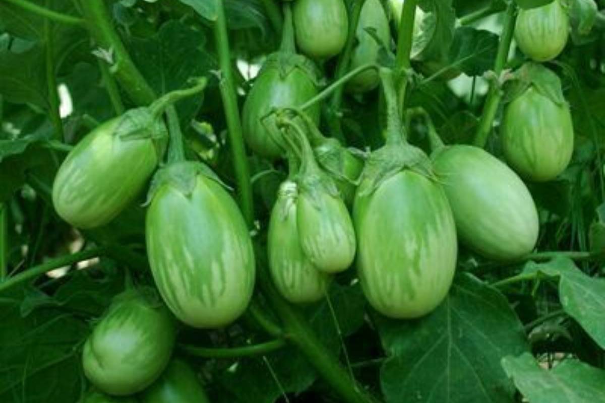 Fresh brinjal vegetable