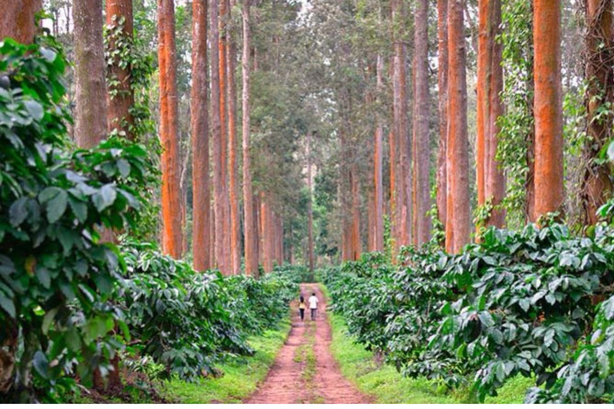 Coffee gardens and beautiful weather in Coorg