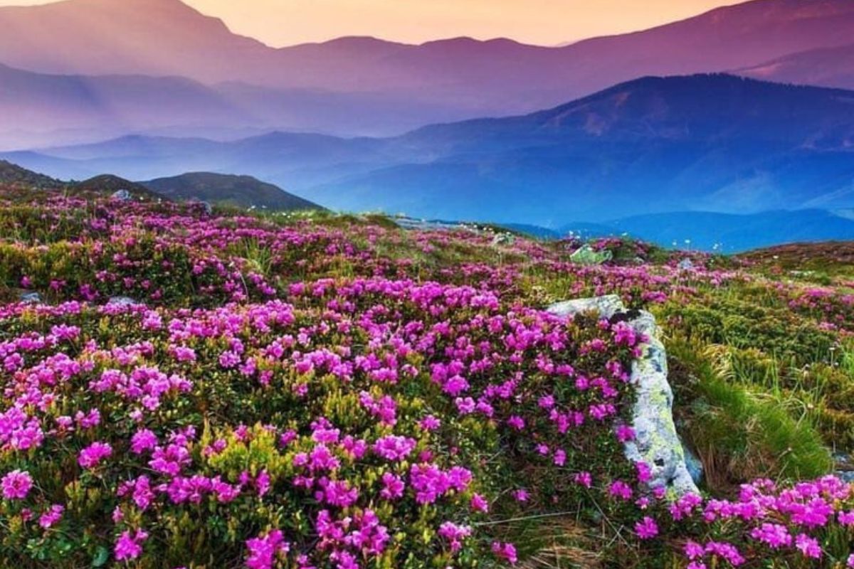 Colorful flowers in Valley of Flowers Uttarakhand