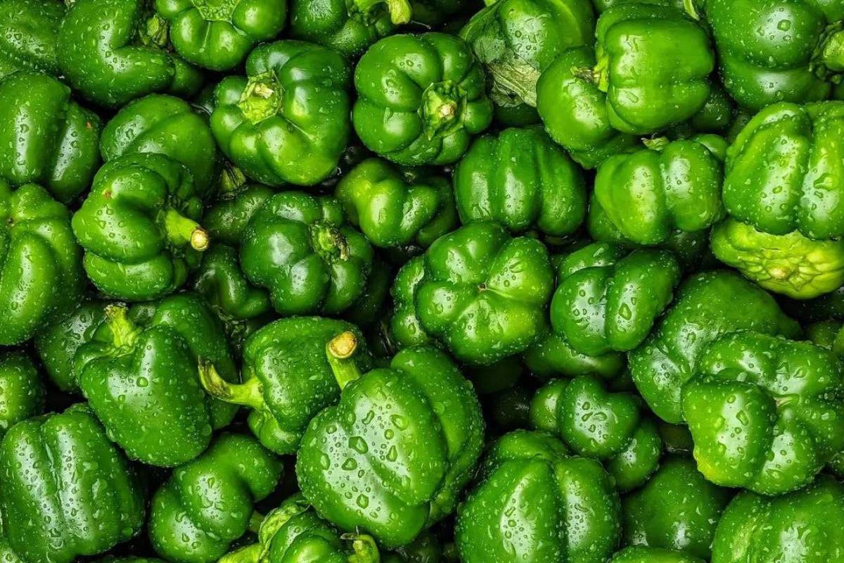 Fresh green capsicum