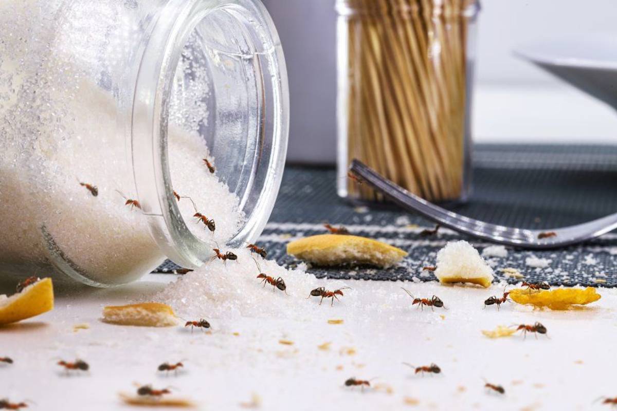 How to Remove Ants from Sugar: चिनी में से चींटी कैसे भगाएं? घर बैठे अपनाएं ये आसान और असरदार तरीके 1 Ant enjoying a sweet sugar treat.