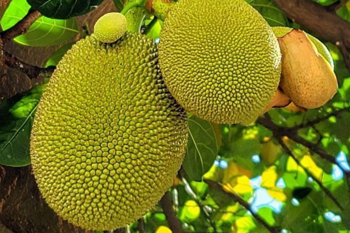 देसी जायके के साथ बनाएं कटहल मसाला, शेफ रणवीर बरार ने शेयर की आसान रेसिपी