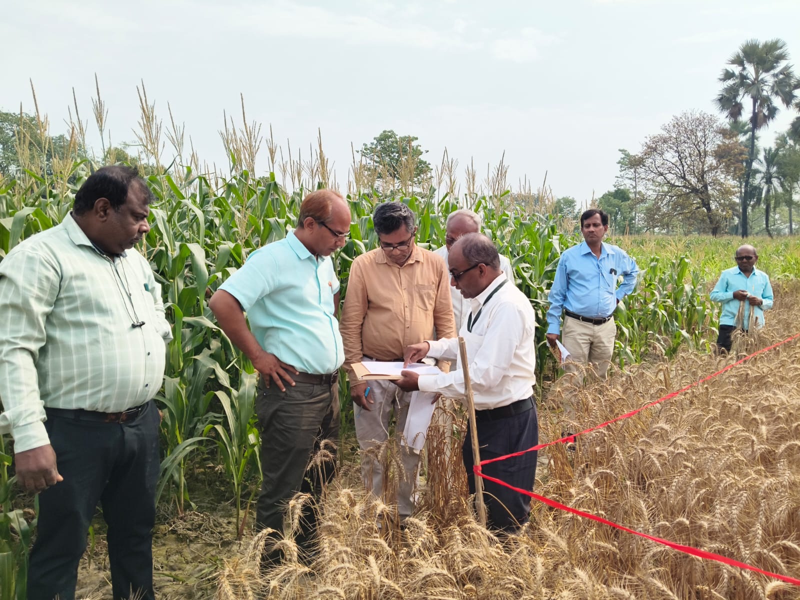 समस्तीपुर में बिहार राज्य फसल सहायता योजना अंतर्गत गेहूं कटनी का निरीक्षण किया गया