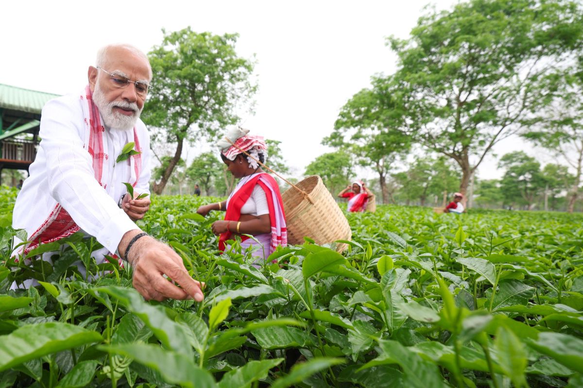 चुनाव प्रचार से पहले चाय बागान पहुंचे पीएम मोदी, महिलाओं के साथ तोड़ीं पत्तियां; तस्वीरें वायरल