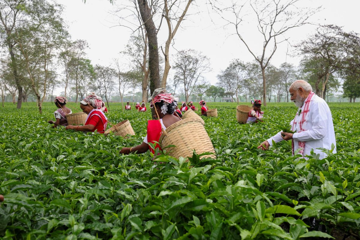 PM-Modi-tea-leaves