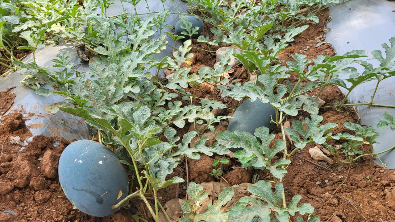 बंजर जमीन पर ‘सोना’ उगा रहे रामगढ़ में पतरातू के आदिवासी: नाबार्ड की पहल से आय हुई तीन गुना, पलायन पर ब्रेक