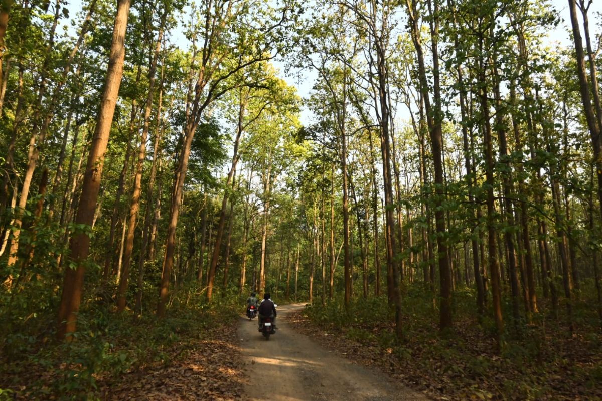 देखें झारखंड के सारंडा जंगल की खूबसूरत झलक, दिल छू लेगा ये नजारा
